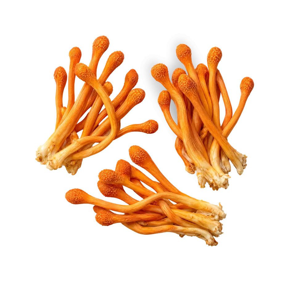 Oranje vruchtlichamen van Cordyceps op een blauwe achtergrond