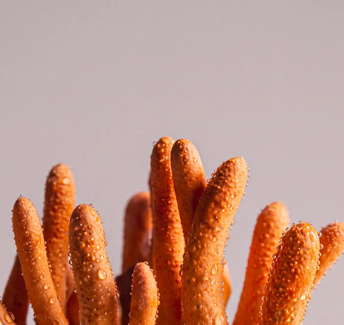 Close-up van cordyceps